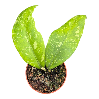 Hoya Sp. Aceh Long Leaf