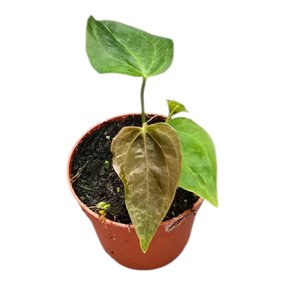 Anthurium Queen of Hearts