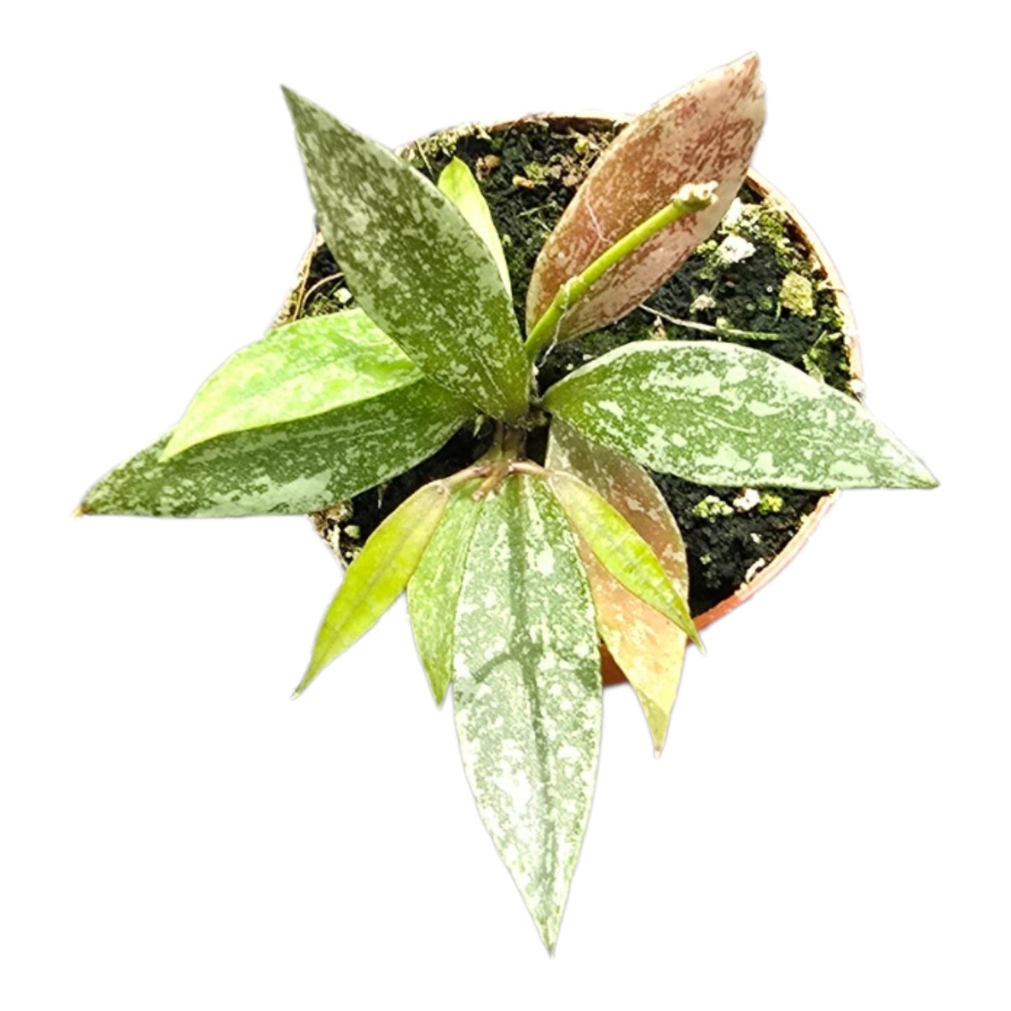 Hoya Lacunosa Laos