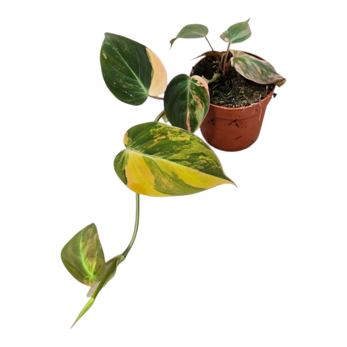 Philodendron Micans Variegata