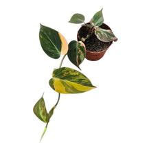 Philodendron Micans Variegata
