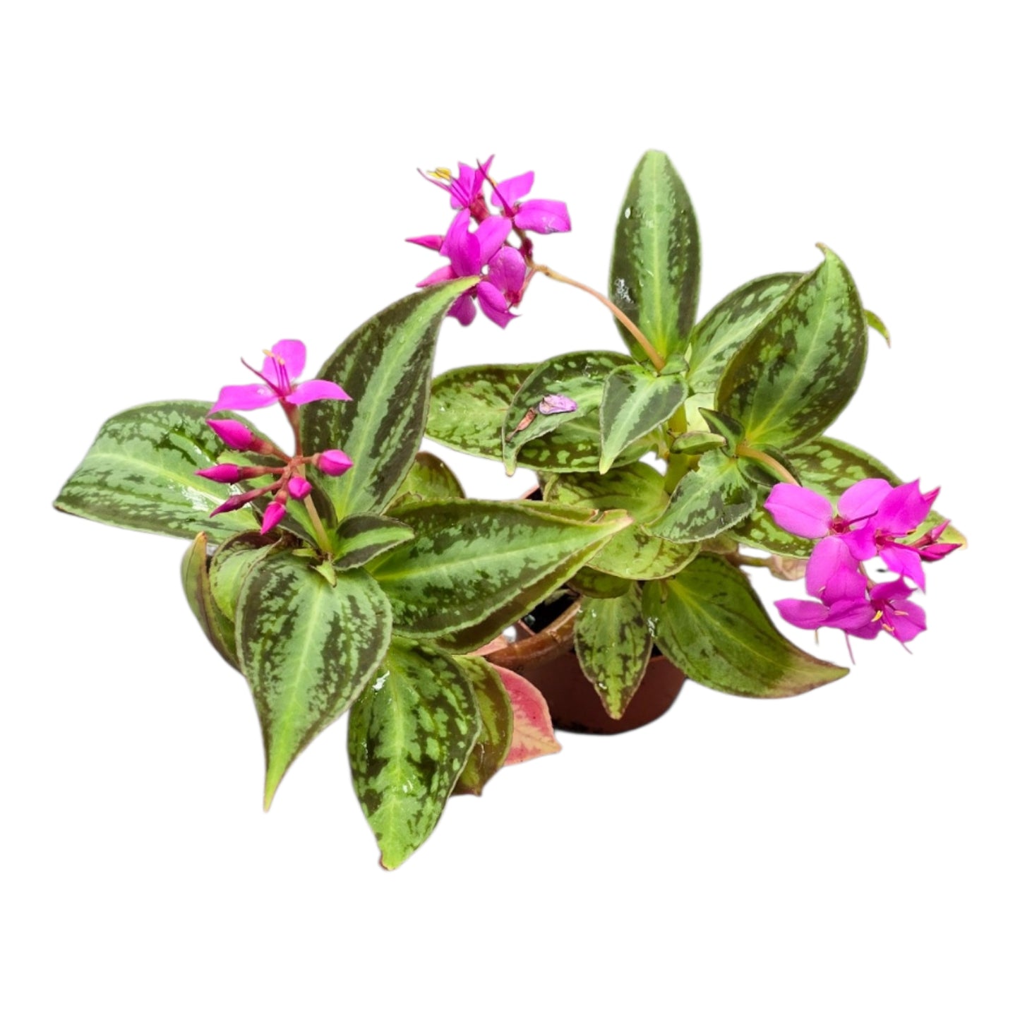 Sonerila Vietnam