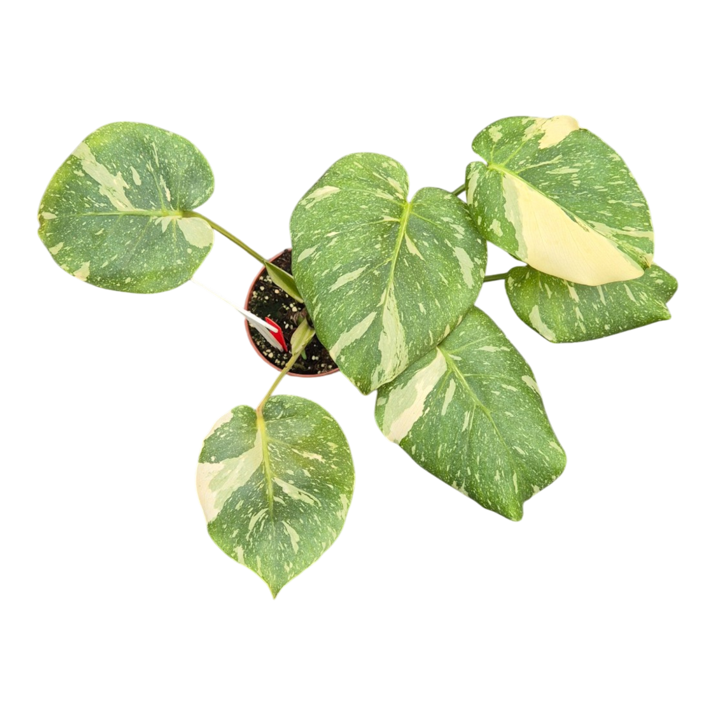 Live sale plant 1 Monstera Thai Constellation Mutation