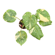 Live sale plant 1 Monstera Thai Constellation Mutation