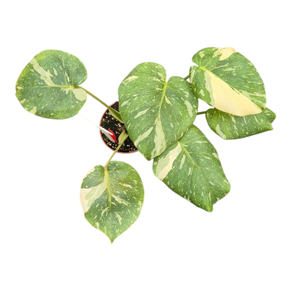 Live sale plant 1 Monstera Thai Constellation Mutation