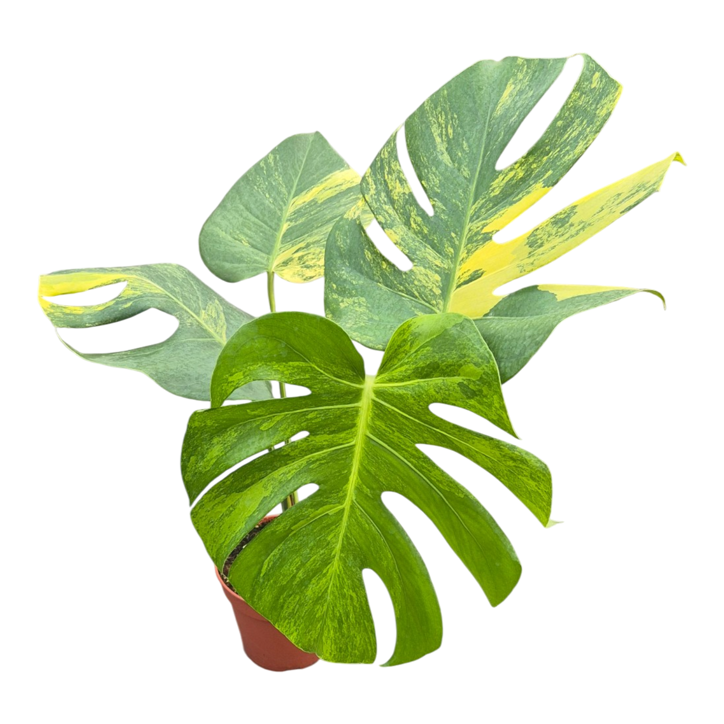 Live sale plant 2 Monstera Deliciosa Aurea Variegata