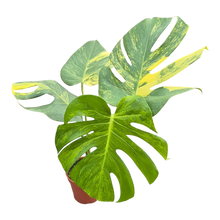 Live sale plant 2 Monstera Deliciosa Aurea Variegata
