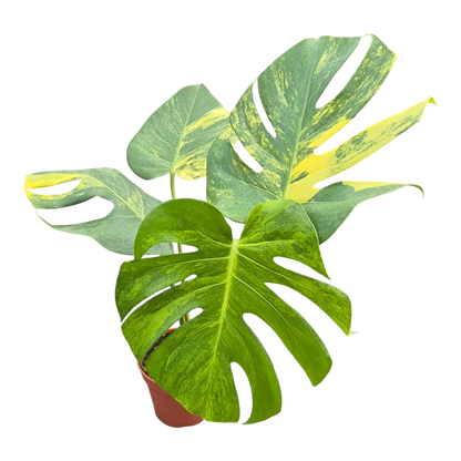 Live sale plant 2 Monstera Deliciosa Aurea Variegata