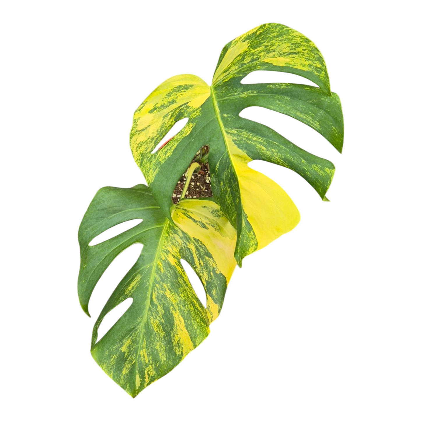 Live sale plant 3 Monstera Deliciosa Aurea Variegata