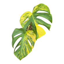 Live sale plant 3 Monstera Deliciosa Aurea Variegata