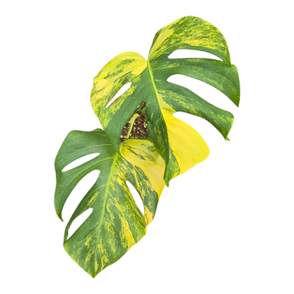 Live sale plant 3 Monstera Deliciosa Aurea Variegata