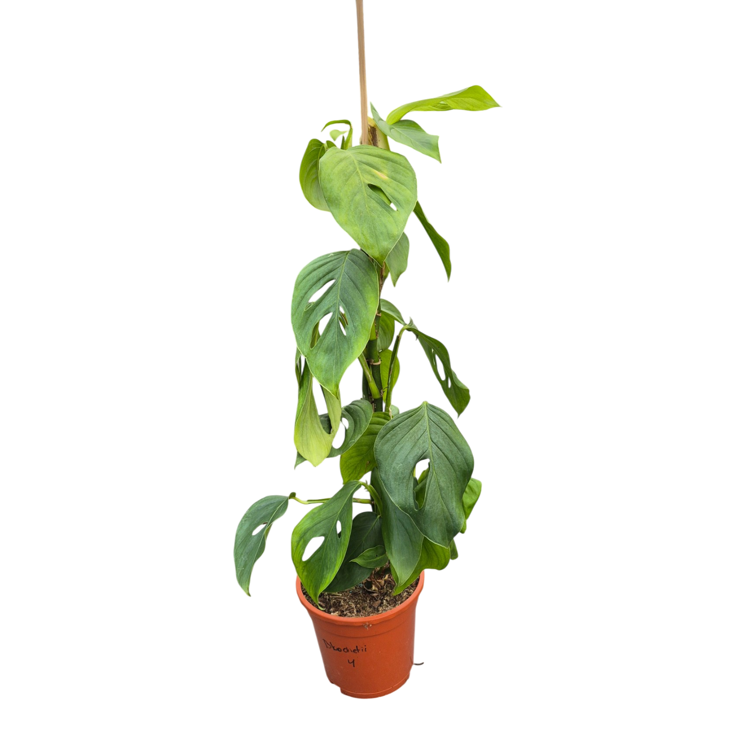 Live sale plant 4 Monstera Blanchetii