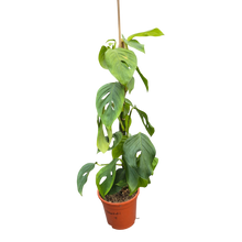 Live sale plant 4 Monstera Blanchetii