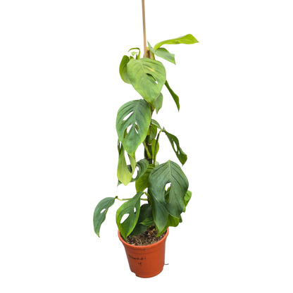 Live sale plant 4 Monstera Blanchetii