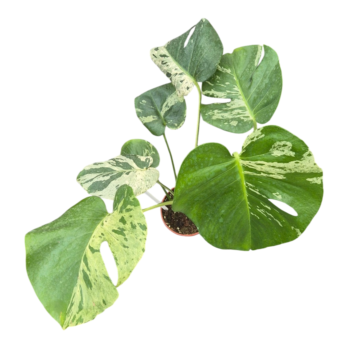 Live sale plant 5 Monstera Bulbasaur