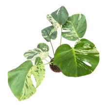 Live sale plant 5 Monstera Bulbasaur