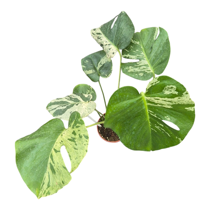 Live sale plant 5 Monstera Bulbasaur