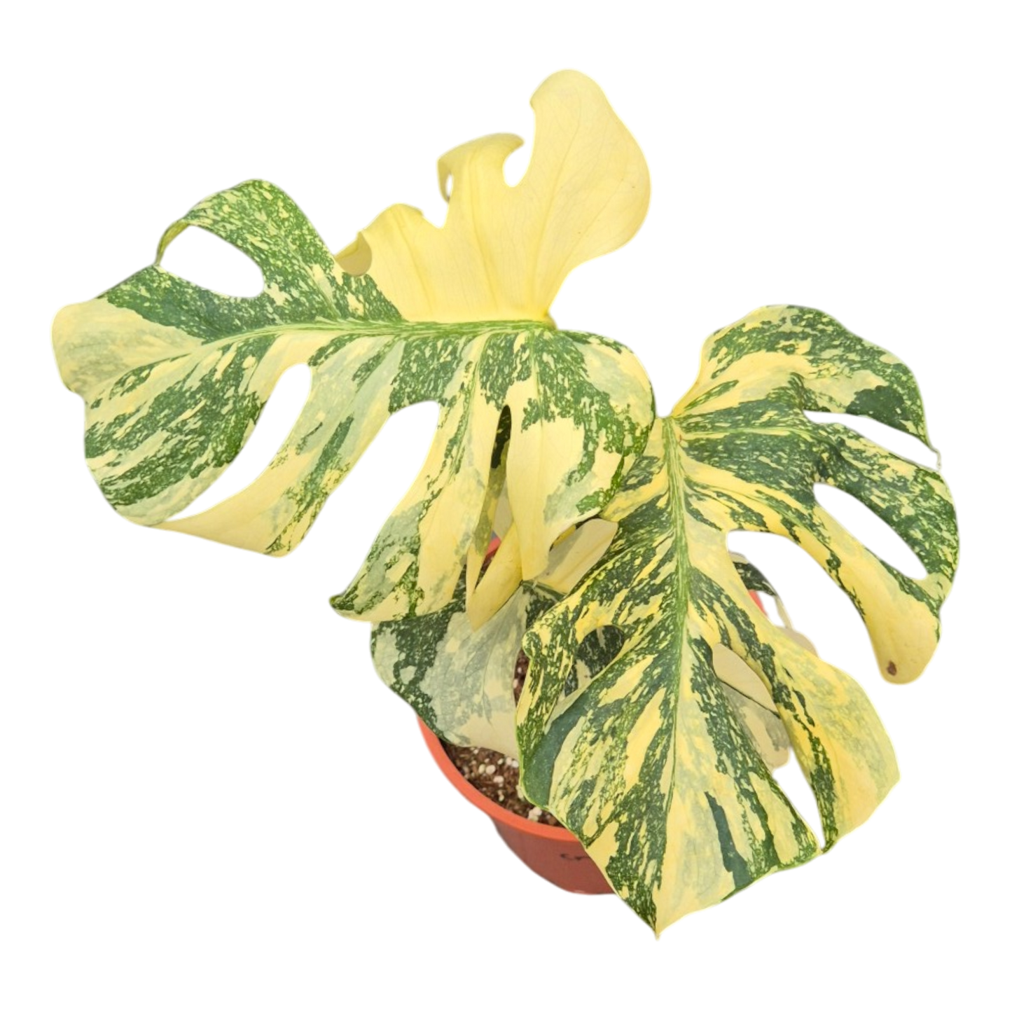 Live sale plant 6 Monstera Thai Constellation Crème Brulee