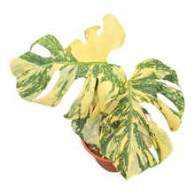 Live sale plant 6 Monstera Thai Constellation Crème Brulee