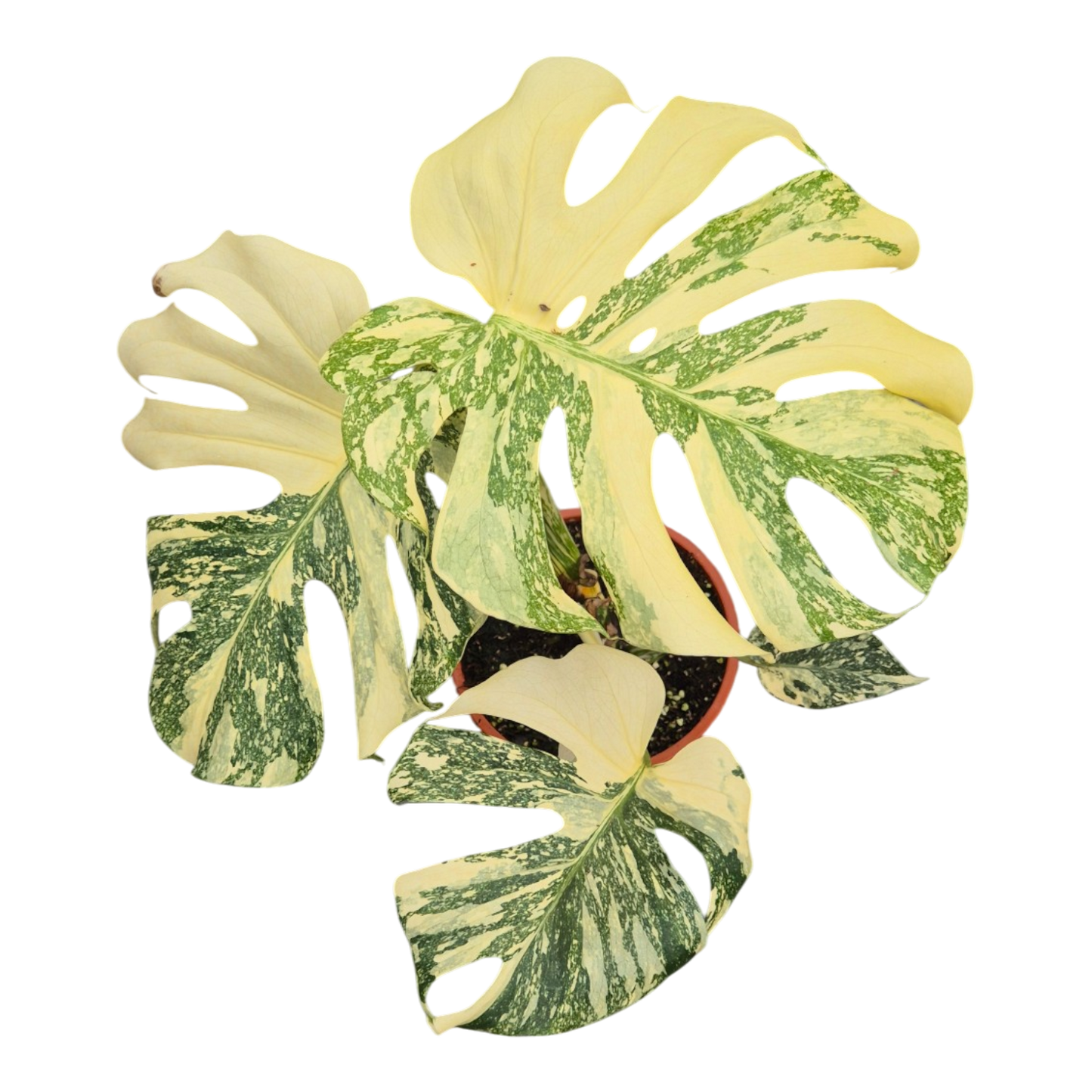 Live sale plant 7 Monstera Thai Constellation Crème Brulee