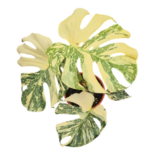 Live sale plant 7 Monstera Thai Constellation Crème Brulee