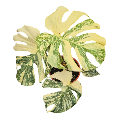 Live sale plant 7 Monstera Thai Constellation Crème Brulee