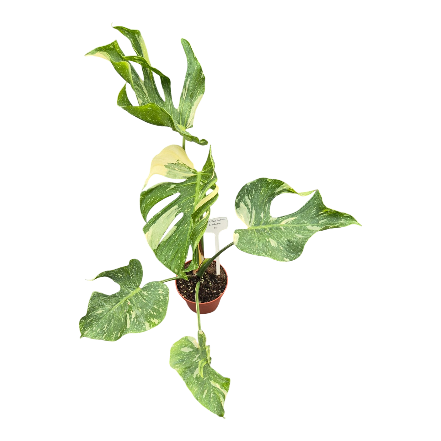 Live sale plant 8 Monstera Medusa