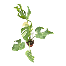 Live sale plant 8 Monstera Medusa