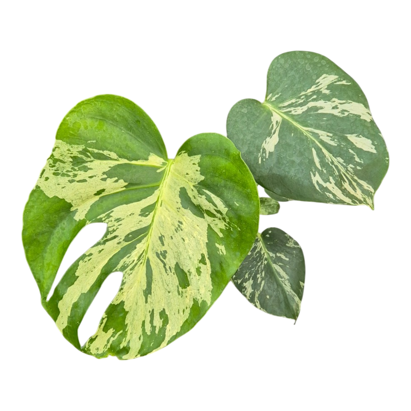 Live sale plant 9 Monstera Bulbasaur Less Variegata