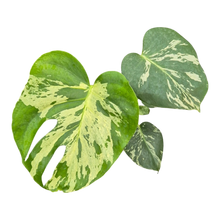 Live sale plant 9 Monstera Bulbasaur Less Variegata
