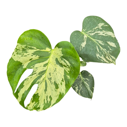 Live sale plant 9 Monstera Bulbasaur Less Variegata