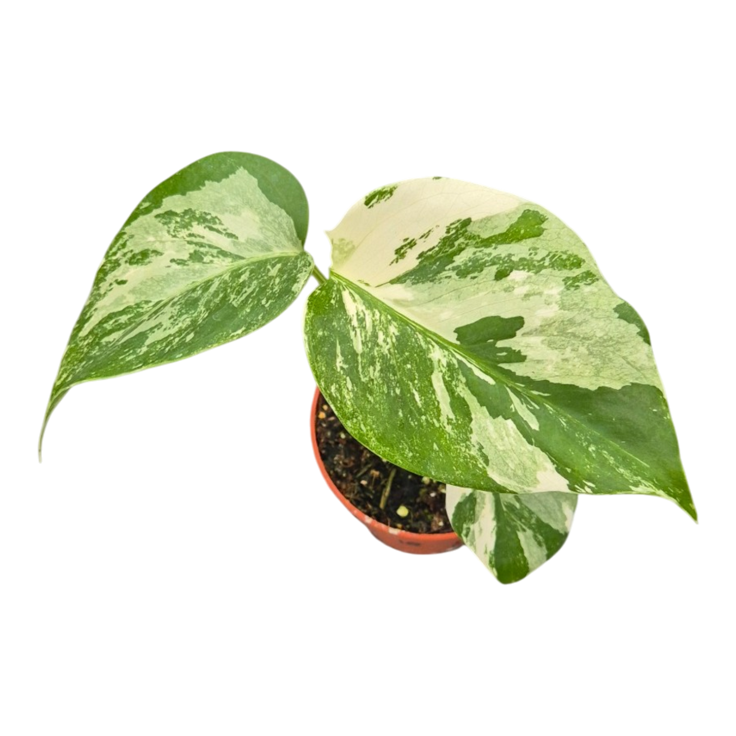 Live sale plant 10 Monstera Albo Variegata