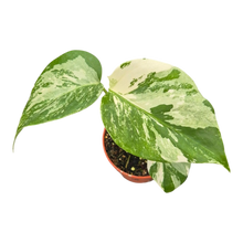 Live sale plant 10 Monstera Albo Variegata