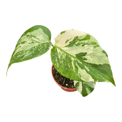 Live sale plant 10 Monstera Albo Variegata