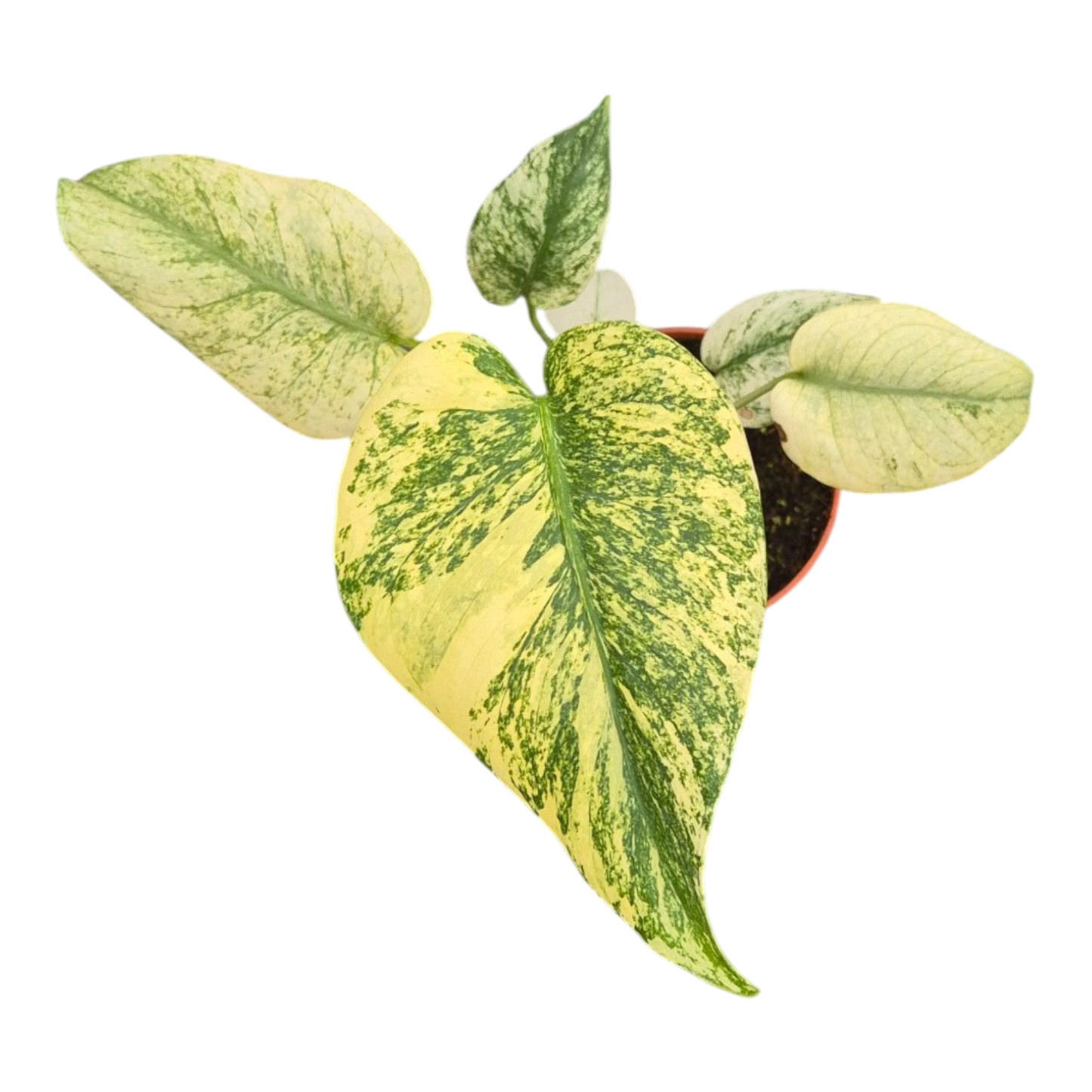 Live sale plant 11 Monstera Mint Variegata