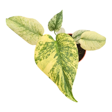 Live sale plant 11 Monstera Mint Variegata