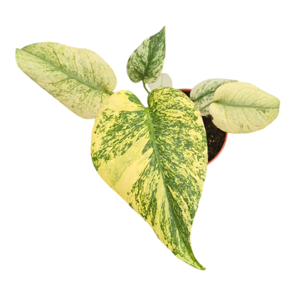 Live sale plant 11 Monstera Mint Variegata