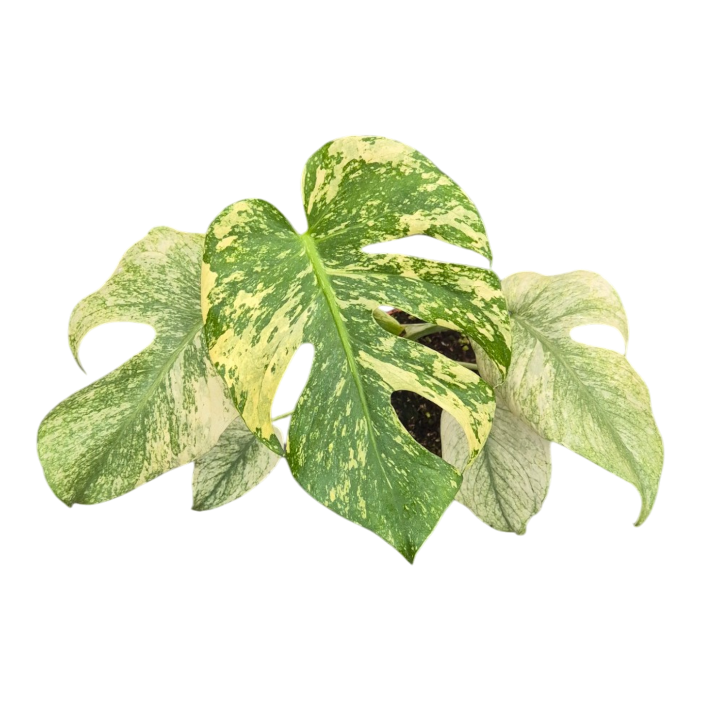 Live sale plant 12 Monstera Mint Variegata