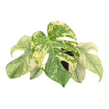 Live sale plant 12 Monstera Mint Variegata
