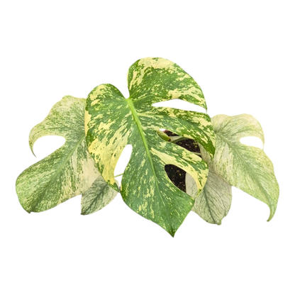 Live sale plant 12 Monstera Mint Variegata