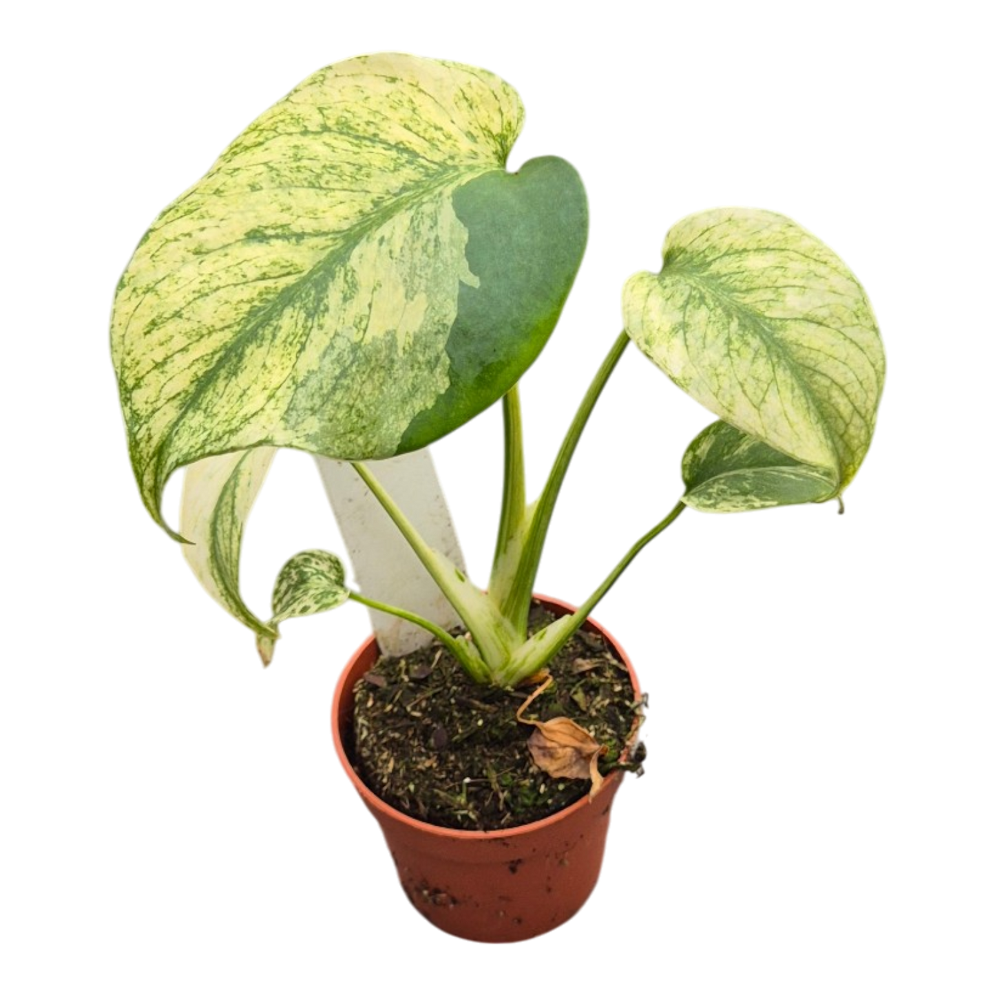 Live sale plant 13 Monstera Mint Variegata