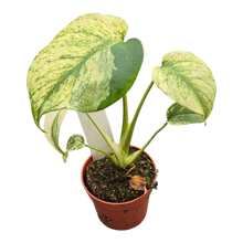 Live sale plant 13 Monstera Mint Variegata