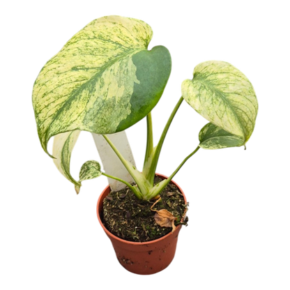 Live sale plant 13 Monstera Mint Variegata