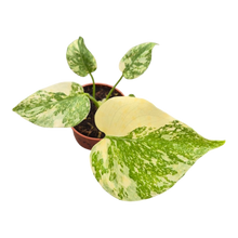 Live sale plant 14 Monstera Thai Constellation Crème Brulee