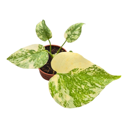 Live sale plant 14 Monstera Thai Constellation Crème Brulee