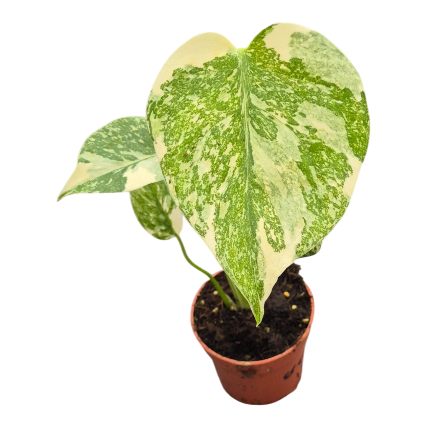 Live sale plant 15 Monstera Thai Constellation Crème Brulee