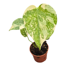 Live sale plant 15 Monstera Thai Constellation Crème Brulee
