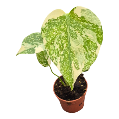 Live sale plant 15 Monstera Thai Constellation Crème Brulee