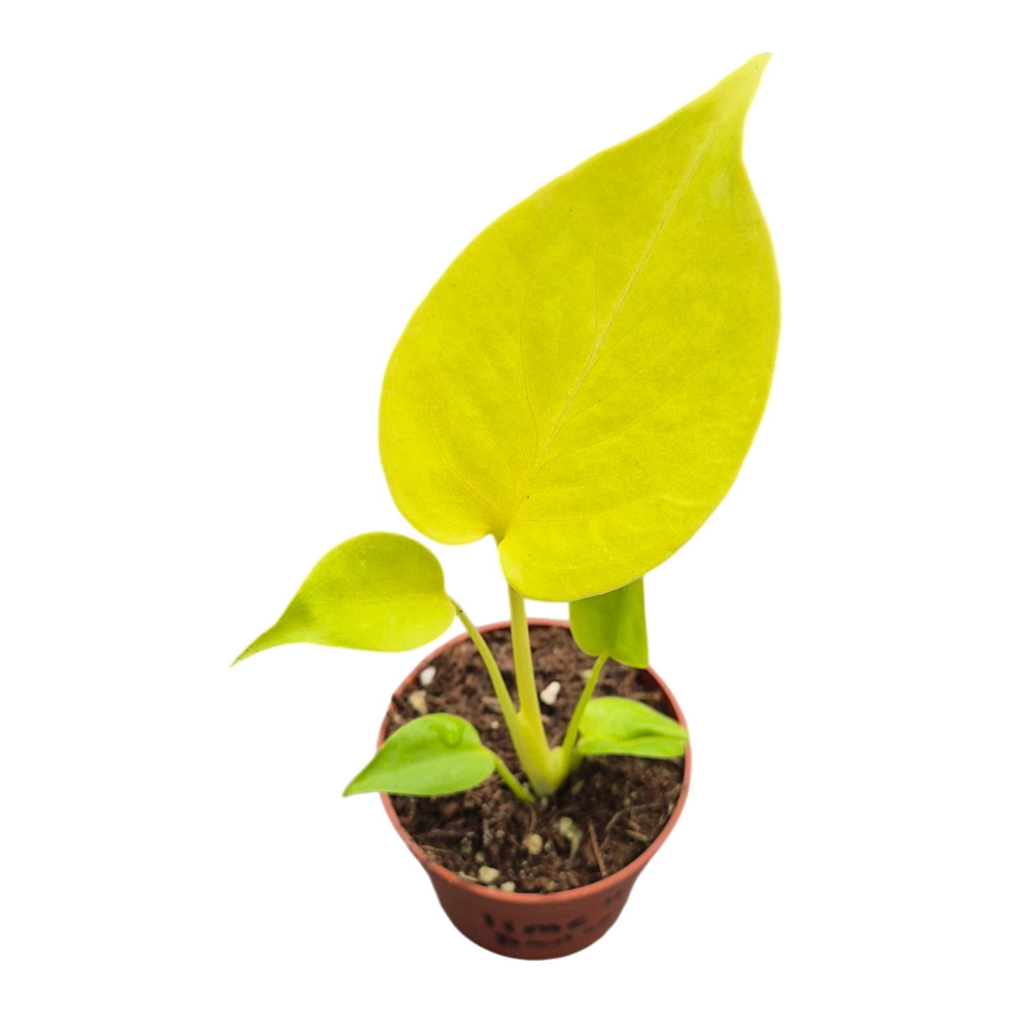 Live sale plant 16 Monstera Lime Banana