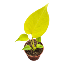 Live sale plant 16 Monstera Lime Banana